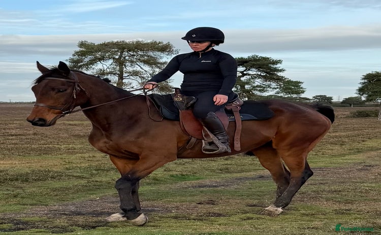 Irish Thoroughbred horses - Advert 1