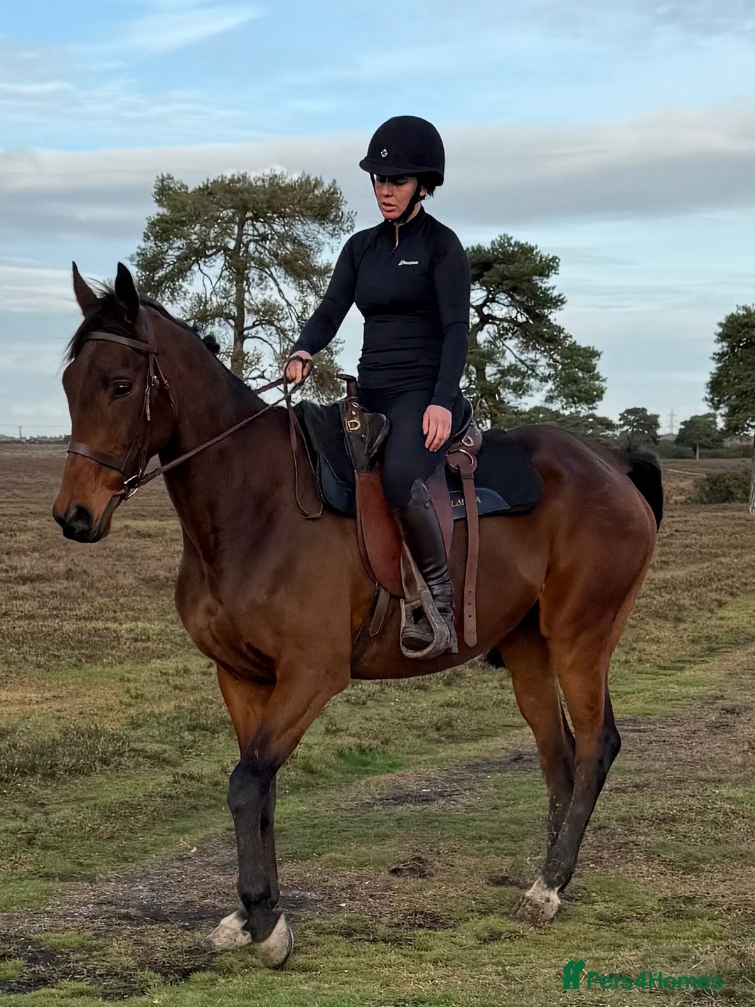 Irish Thoroughbred horses for sale: Easy Going Gelding  - Image 1