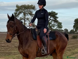 Irish Thoroughbred horses - Advert 1