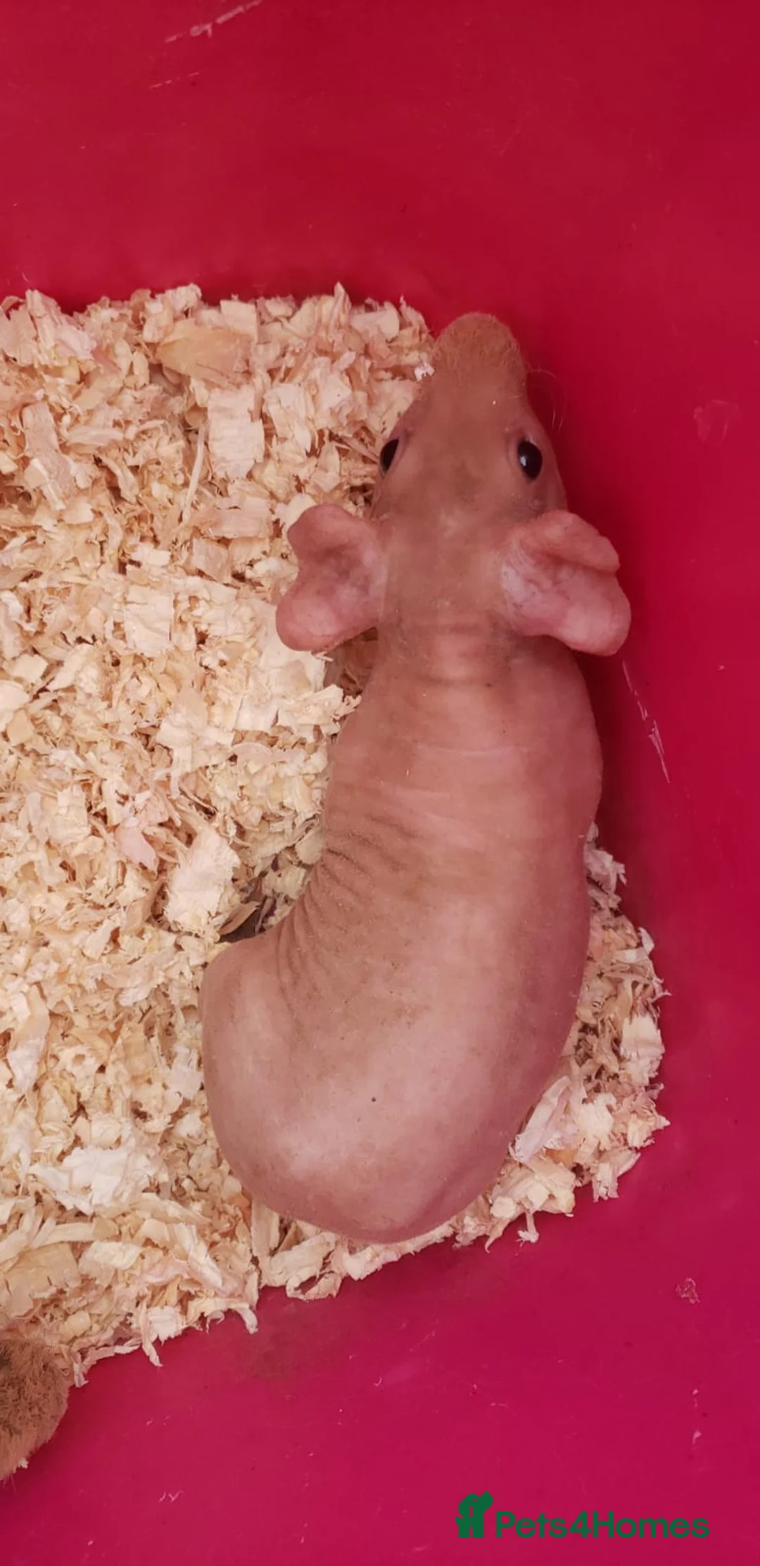 Guinea Pig rodents for sale: New Skinny Pigs Males and Females available now - Advert 18