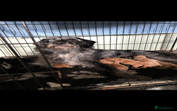 Labradoodle dogs for sale: F1b miniature labradoodle  - Image 12