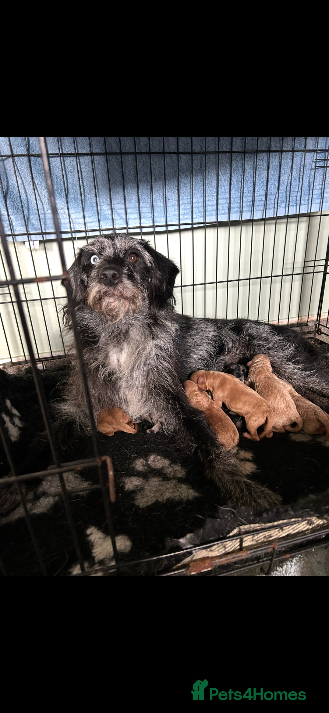 Labradoodle dogs for sale: F1b miniature labradoodle  - Image 12
