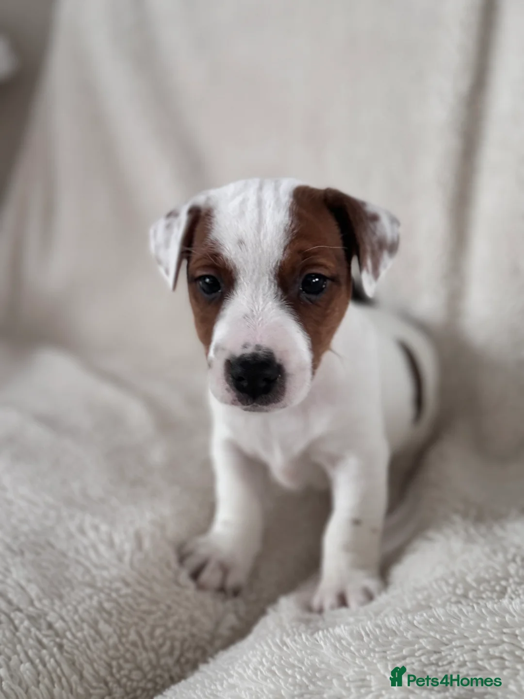 Jack Russell dogs for sale: Smooth coated tan and white jack Russel  - Advert 2