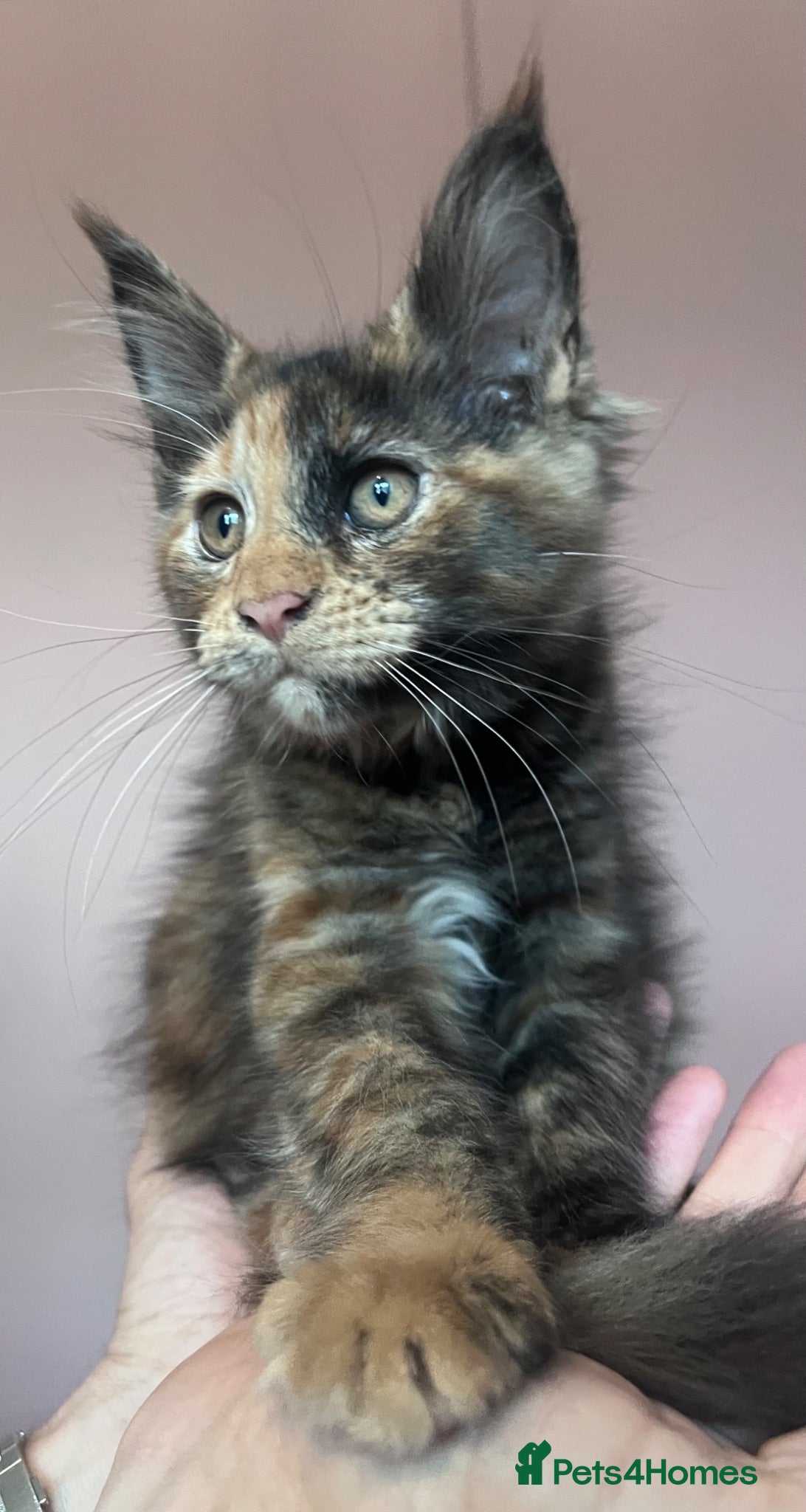 Maine Coon cats Stunning XL Maine coon babaies  - Advert 4
