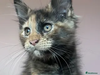 Maine Coon cats Stunning XL Maine coon babaies - Advert 4