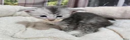 Maine Coon cats for sale: Stunning TICA Maine Coon kittens - Advert 9