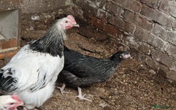 Chickens poultry for sale: 5 Chickens Sussex & bantys  - Image 5