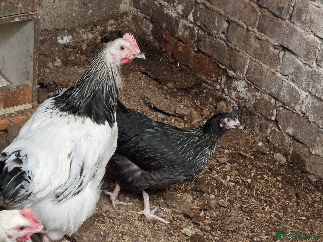 Chickens poultry for sale: 5 Chickens Sussex & bantys  - Image 5