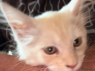 Maine Coon cats Maine Coon 3/4 Cross Kittens LAST GIRL - Advert 4