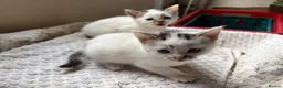 Mixed Breed cats for sale: Ready now Kittens  - Advert 4
