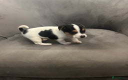 Jack Russell dogs for sale: Lovely Jack Russel puppies  - Image 8