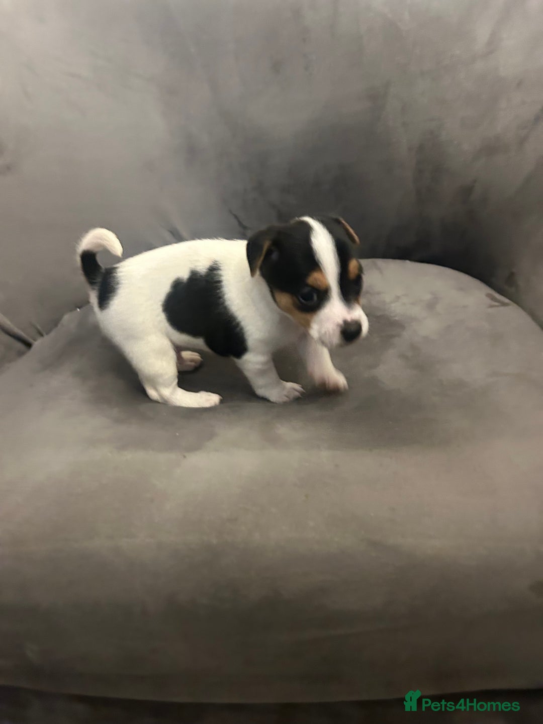 Jack Russell dogs for sale: Lovely Jack Russel puppies  - Image 8