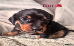 Miniature Dachshund dogs for sale: 🐾 Beautiful Miniature Dachshund 4 Girls 💕 🐾 - Image 7