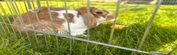 French Lop rabbits for sale: French lop eared male rabbit - Advert 3