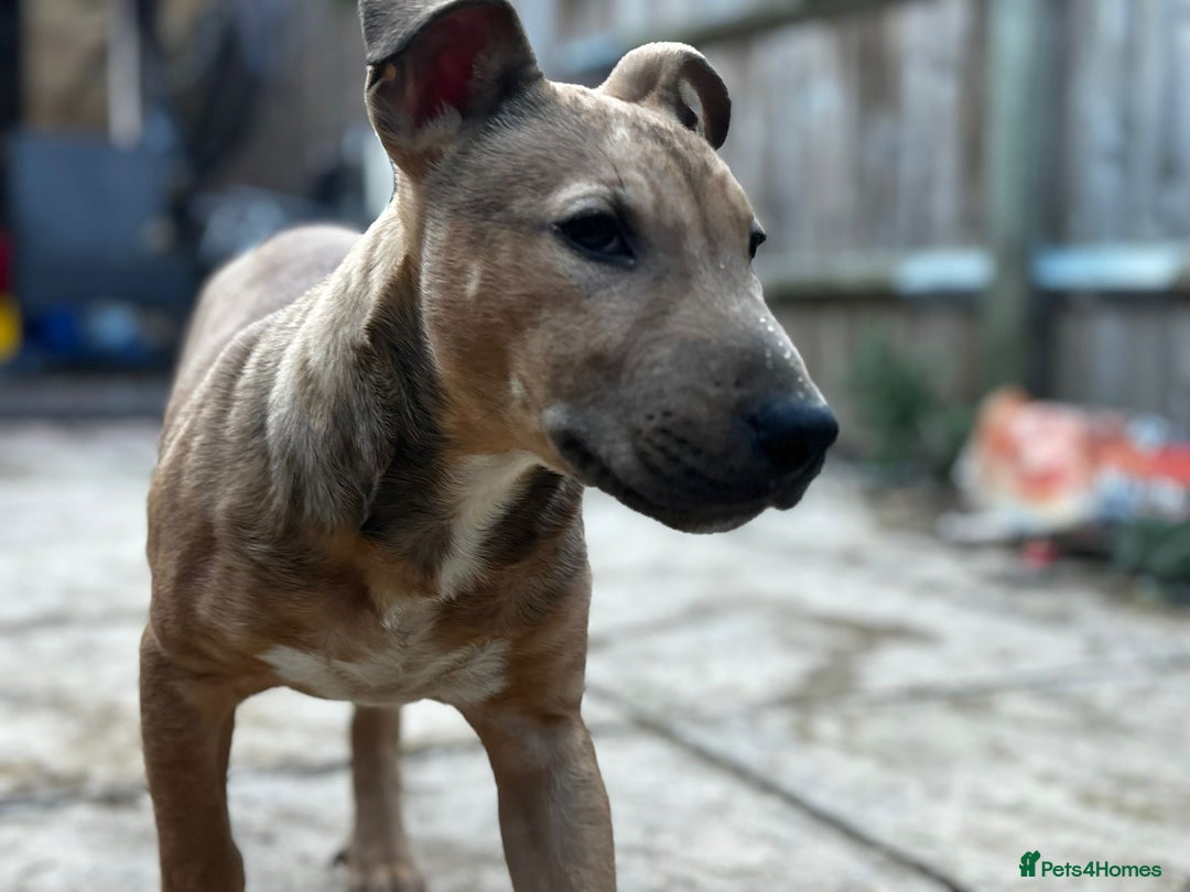 English Bull Terrier dogs for sale: English Bull Terrier Puppies  - Advert 6