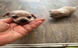 Chihuahua dogs for sale: Beautiful short hair chihuahua  - Advert 7