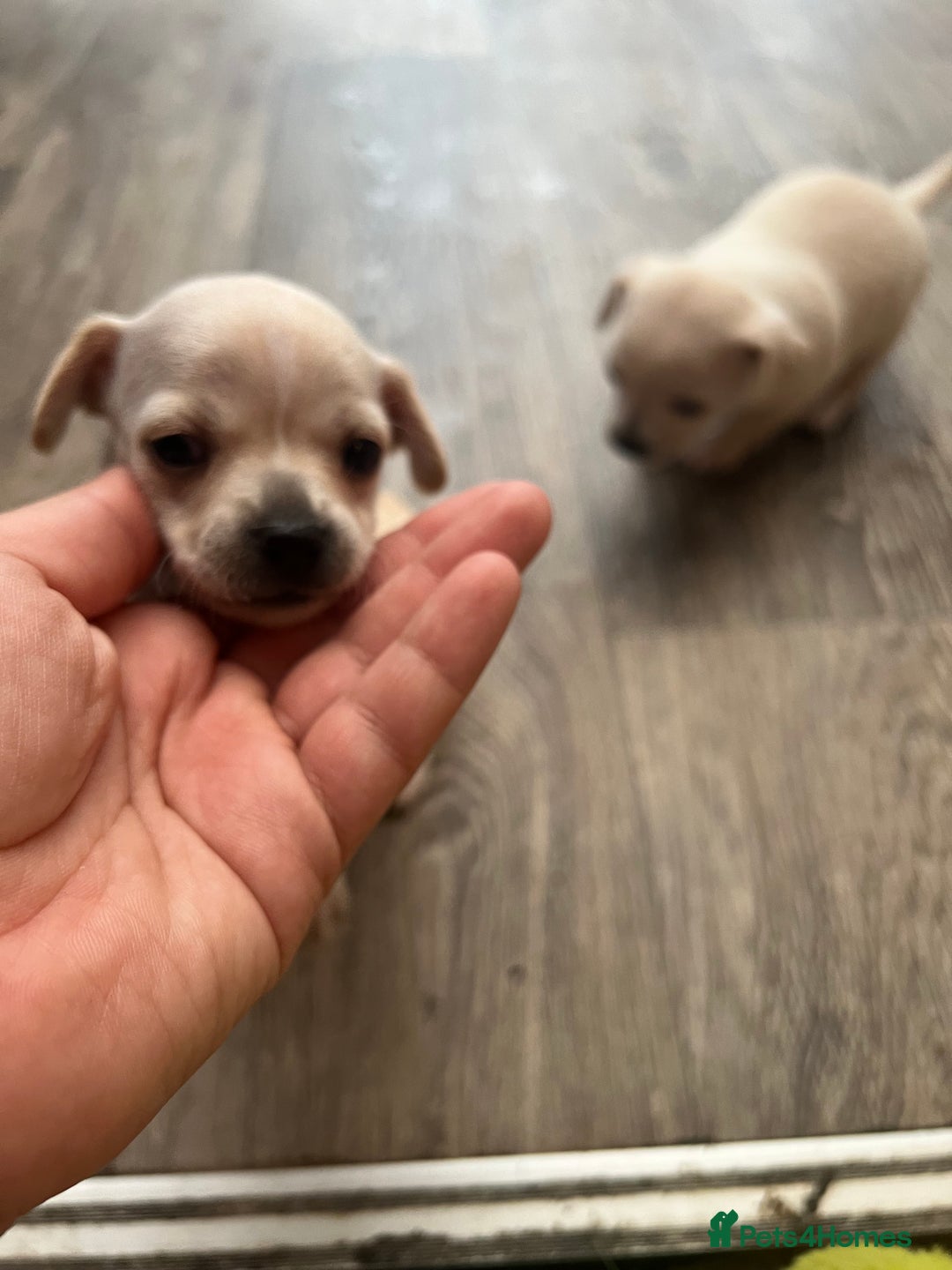 Chihuahua dogs for sale: Beautiful short hair chihuahua  - Advert 7