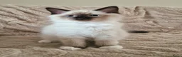 Ragdoll cats for sale: 2 Beautiful Ragdoll Kittens - Advert 3