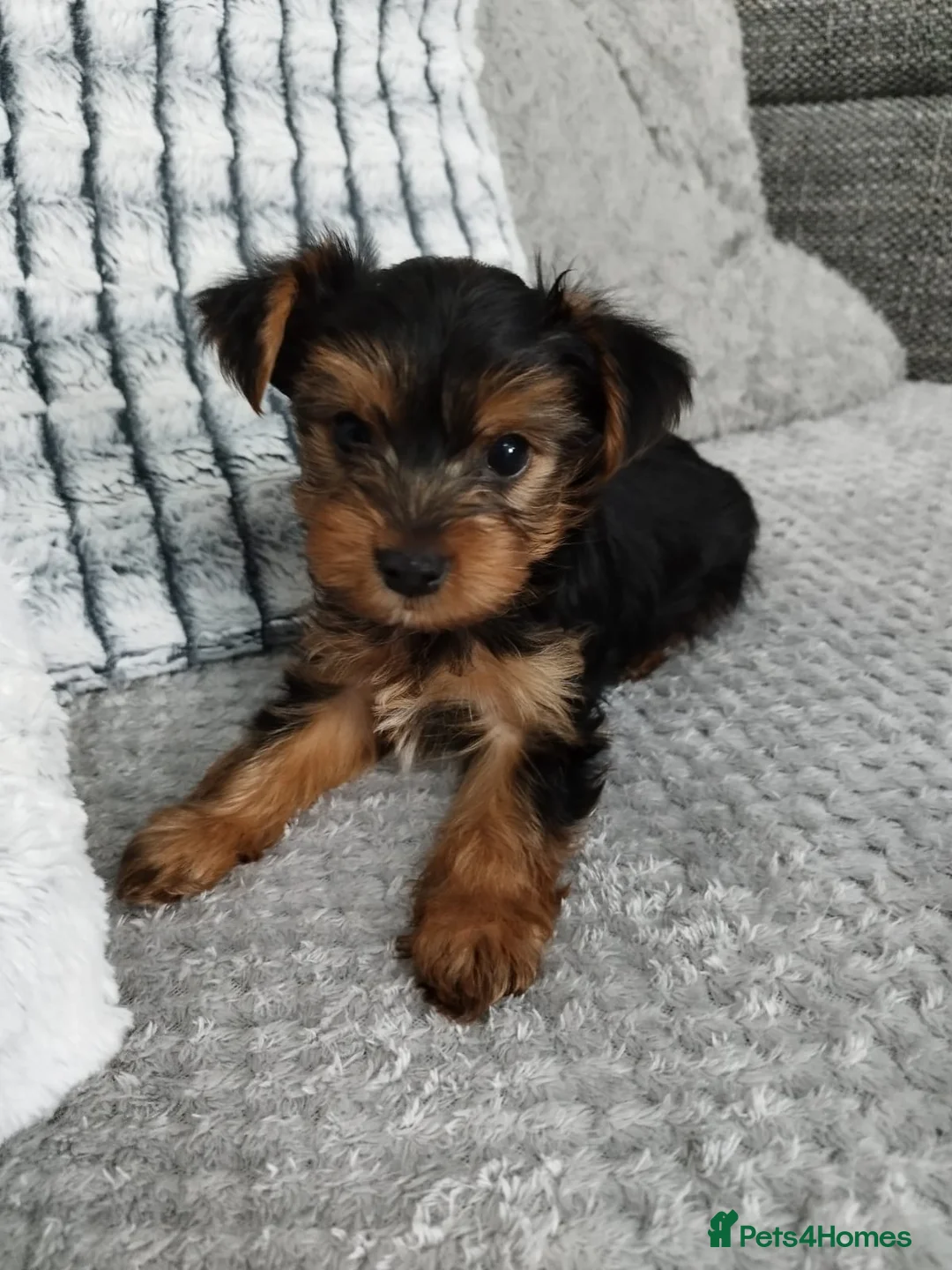 Yorkshire Terrier dogs for stud: Dog for stud  in Retford - Advert 9