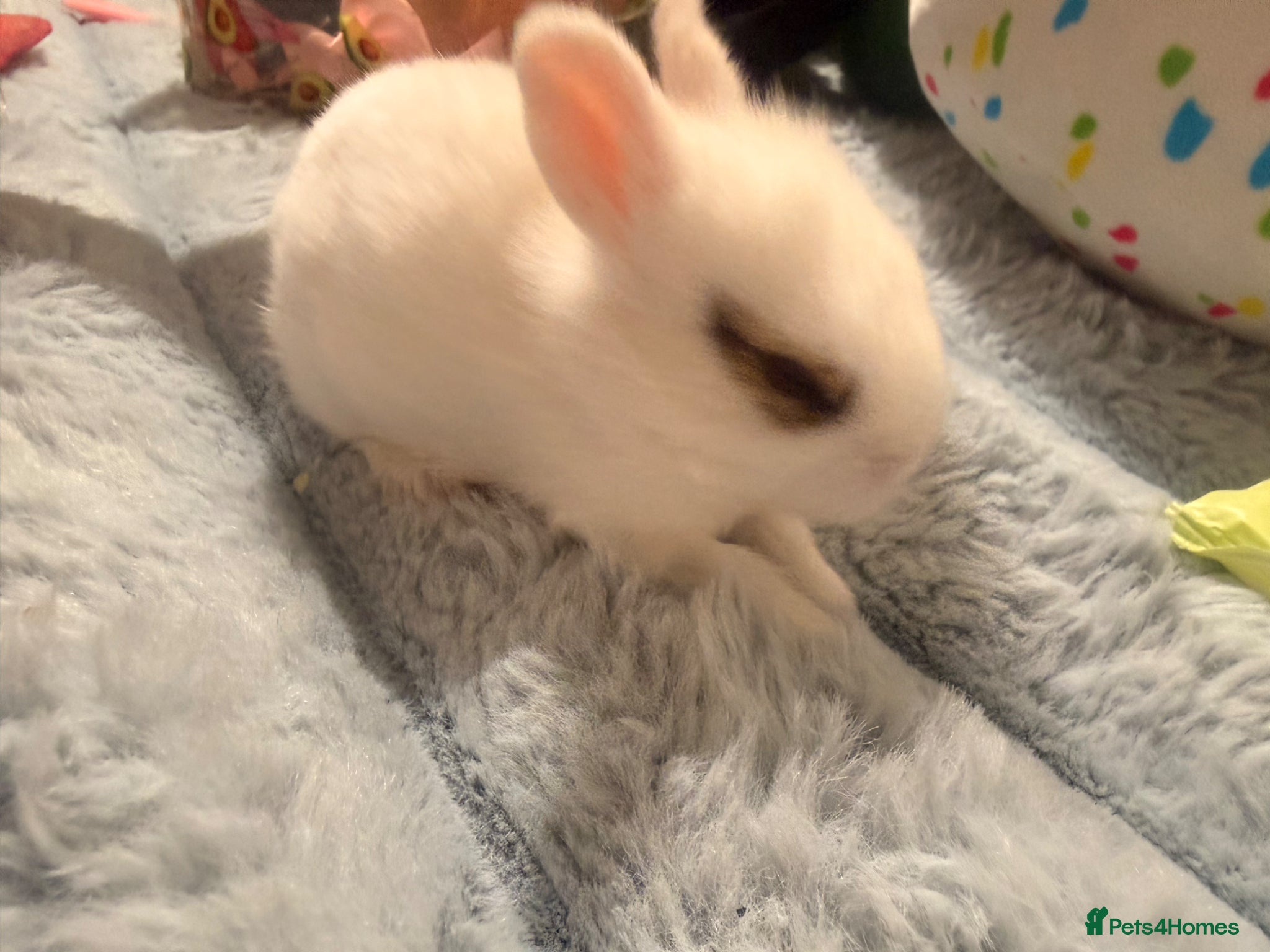 Mixed Breed rabbits for sale: Bunnies for sale - Advert 19