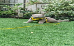 British Shorthair cats for stud: Amasing British Shorthair Lilac for stud - Image 11