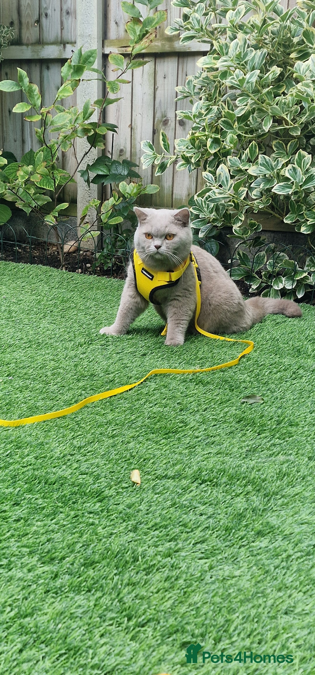 British Shorthair cats for stud: Amasing British Shorthair Lilac for stud - Image 11