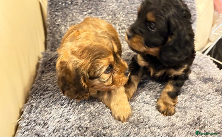 Cavapoo dogs - Advert 1