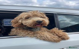 Cockapoo dogs for stud: Healthy Cockapoo Stud Available –Sheffield Travel - Image 9