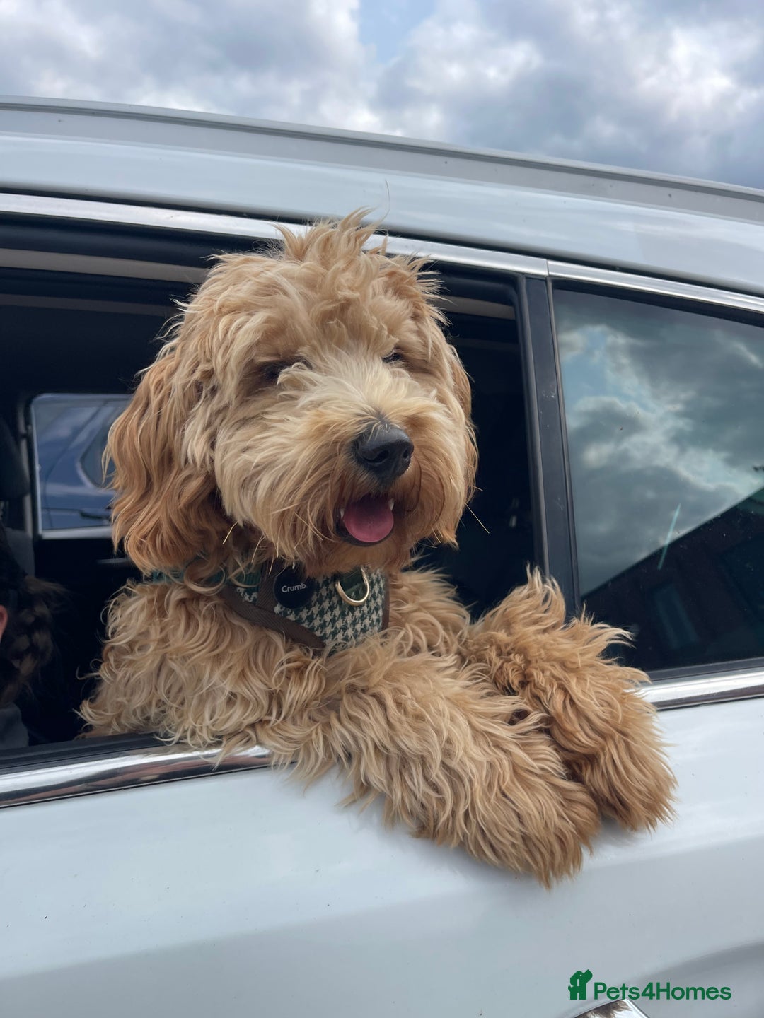 Cockapoo dogs for stud: Healthy Cockapoo Stud Available –Sheffield Travel - Image 9
