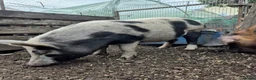 Pig livestock for sale: Pet Pigs - Advert 5