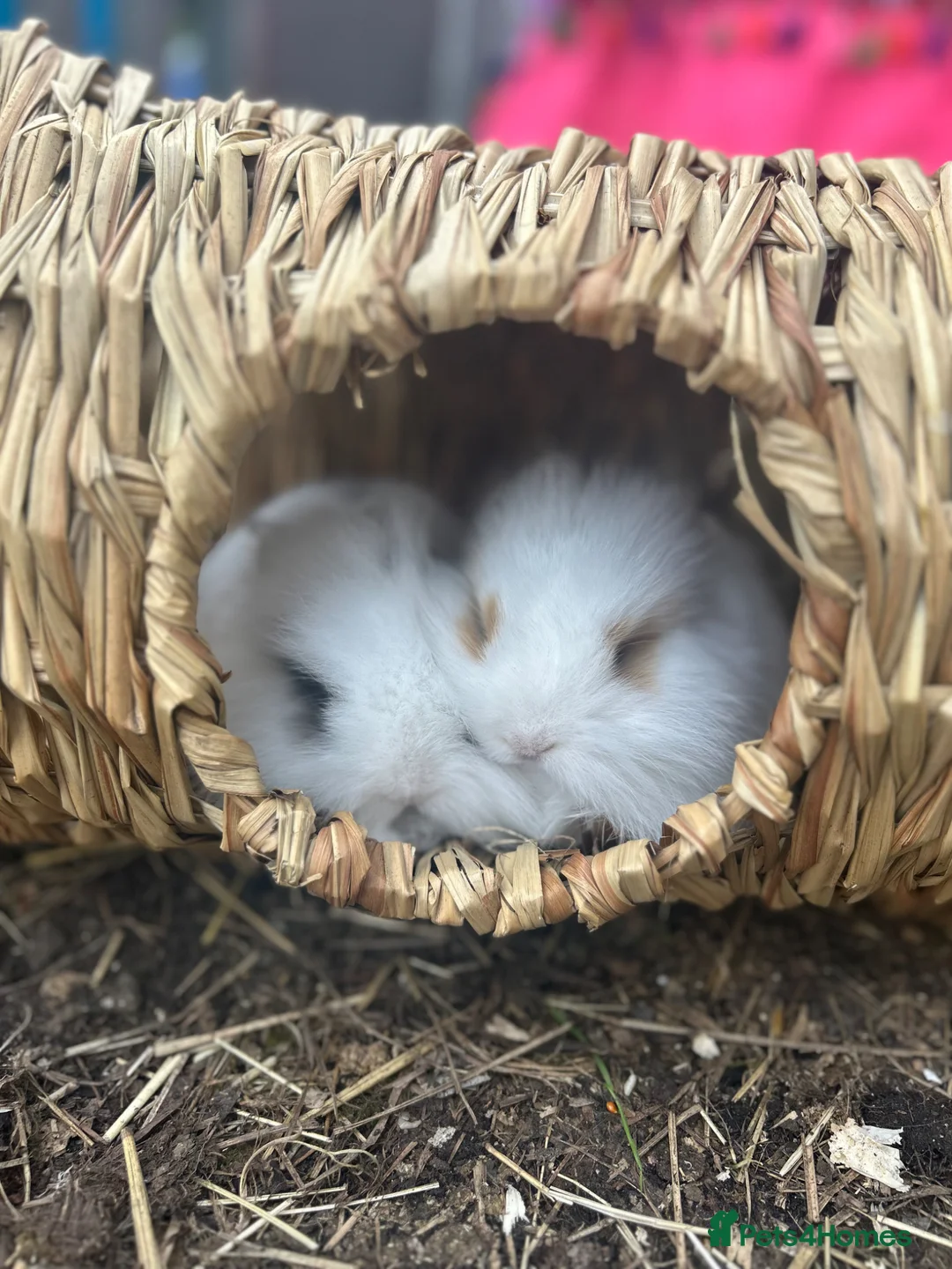 Mixed Breed rabbits for sale: Norwegian dwarf cross mini lionhead  in Berkhamsted - Advert 1