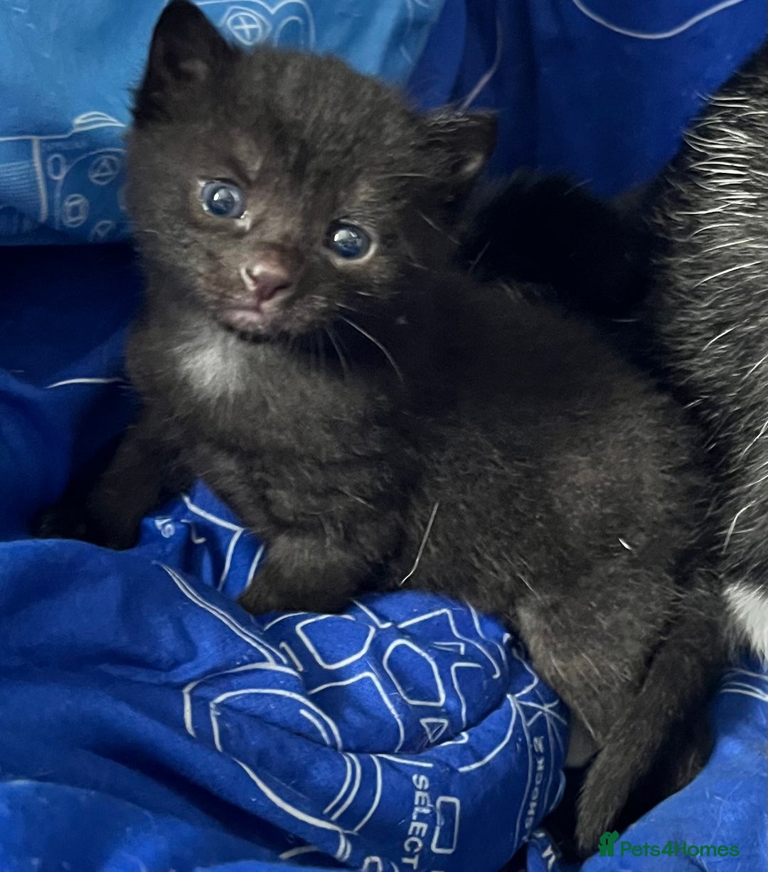 Mixed Breed cats for sale: Kittens for sale - Image 12