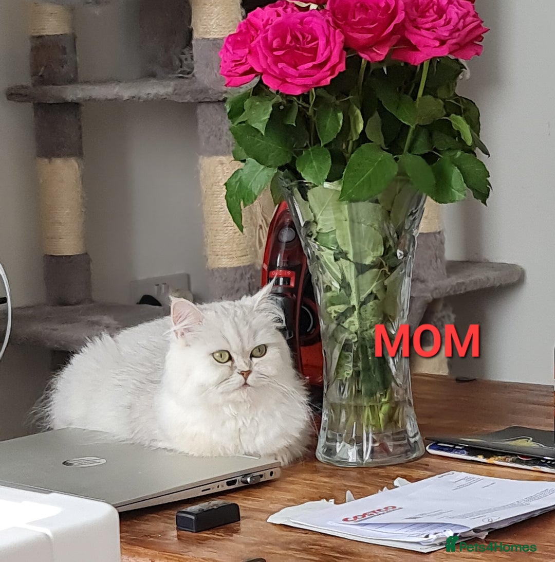 Persian cats for sale: READY NOW Persian Chinchilla kittens - Image 7
