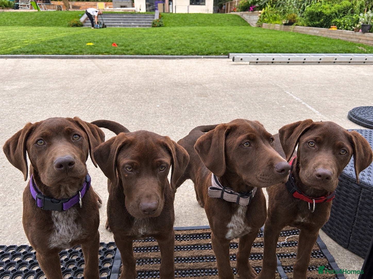 German Shorthaired Pointer dogs German pointer pups - Advert 9