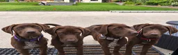 German Shorthaired Pointer dogs for sale: German pointer pups - Advert 1