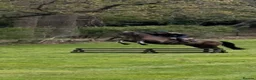Irish Thoroughbred horses for sale: Super safe teenager dream horse  - Advert 15