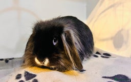 Mini Lion Lop rabbits for sale: 1 Year Old Neutered Male Mini Lionhead Rabbit  - Image 1