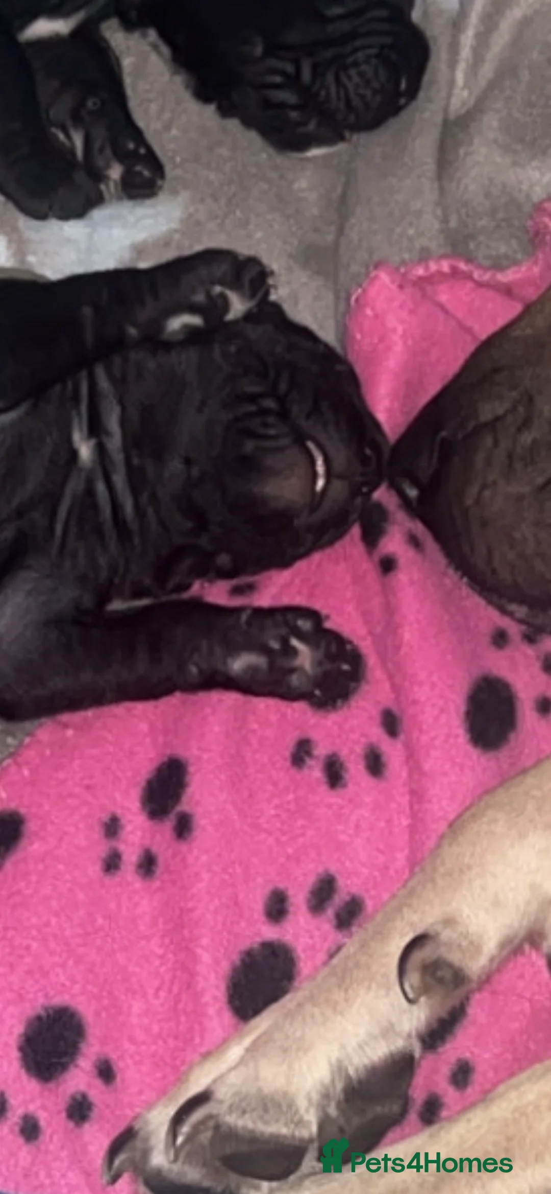 Mixed Breed dogs for sale: Presa canrio/ cane corso   in Wakefield - Advert 9