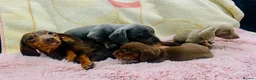 Miniature Dachshund dogs for sale: DNA Tested Mini Smooth Dachshund Pups - Advert 2
