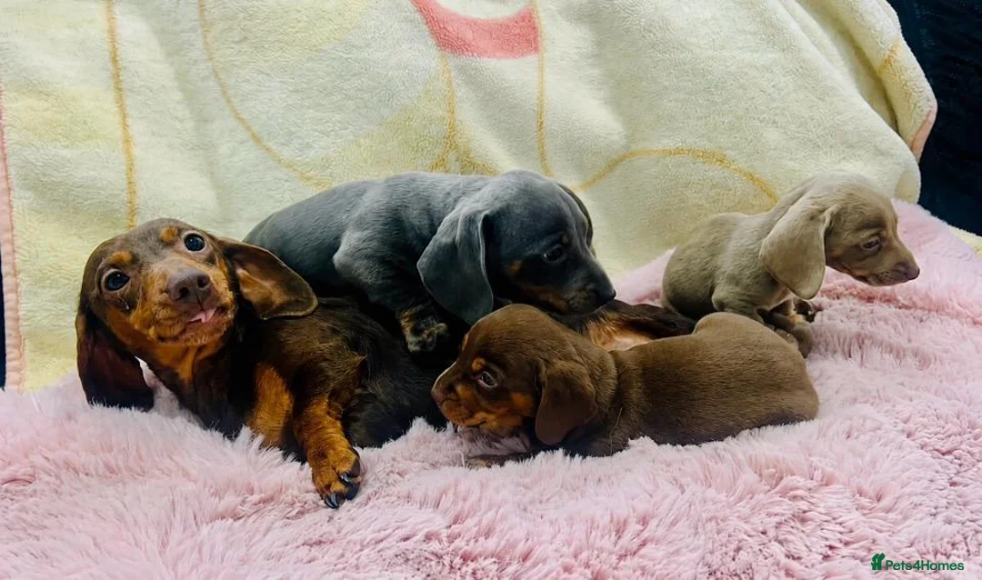 Miniature Dachshund dogs for sale: DNA Tested Mini Smooth Dachshund Pups - Advert 2