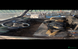 Huntaway dogs for sale: CHUNKY HUNTAWAY PUPPIES FOR SALE  - Image 19