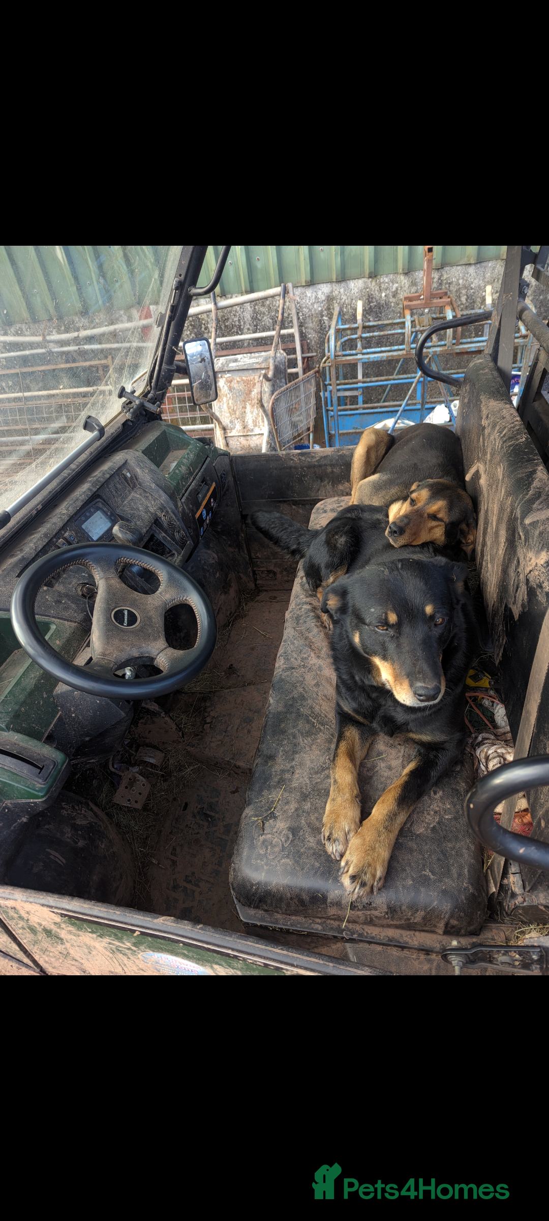 Huntaway dogs for sale: CHUNKY HUNTAWAY PUPPIES FOR SALE  - Image 19