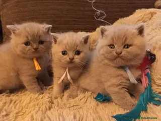 British Shorthair cats British Shorthair Lilac and Cream GCCF registered - Advert 6