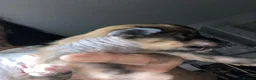 Chinese Crested dogs for sale: Xx chinese crested puppies xx - Advert 2