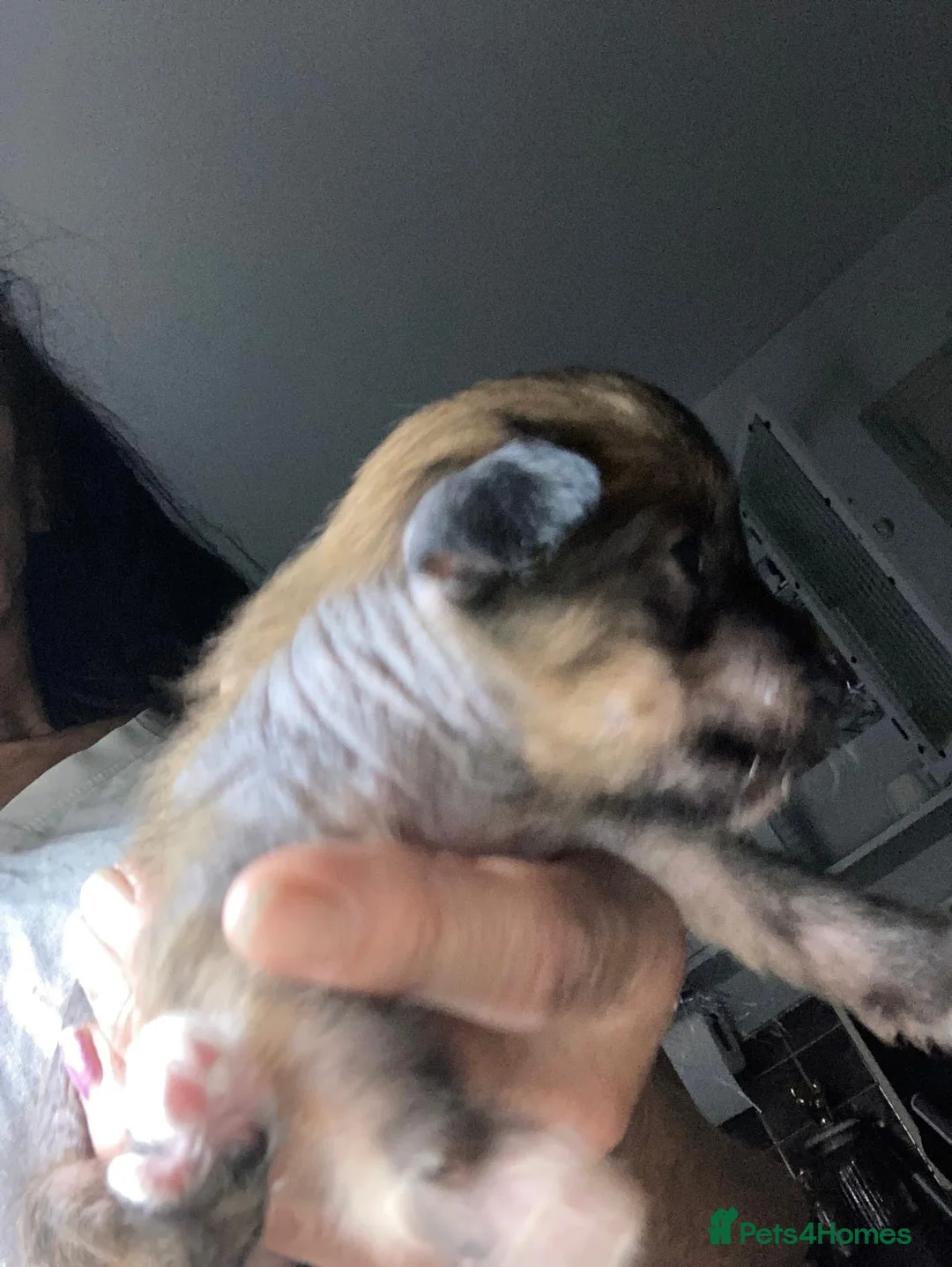 Chinese Crested dogs for sale: Xx chinese crested puppies xx - Advert 2