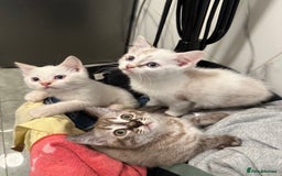 British Shorthair cats for sale: Gorgeous British Shorthair Kittens – Now Ready - Image 9