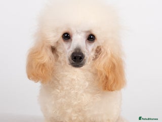 Poodle dogs in Hoddesdon - Advert 34