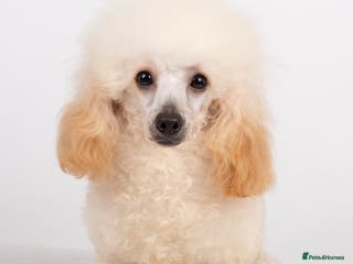 Poodle dogs KC REG TINY TOY POODLE STUD in Hoddesdon - Advert 5