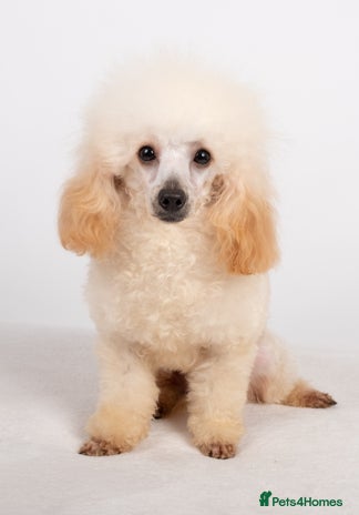 Poodle dogs KC REG TINY TOY POODLE STUD in Hoddesdon - Advert 12