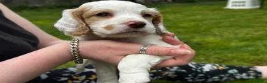Cocker Spaniel 3